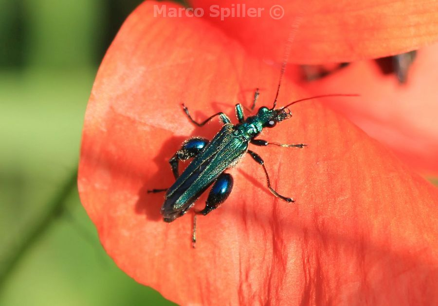 Oedemera nobilis - maschio